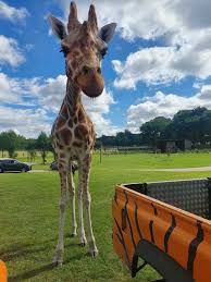 Rothschild giraffes are easily distinguishable from other subspecies. A Fond Farewell To Acacia The Giraffe Woburn Safari Park