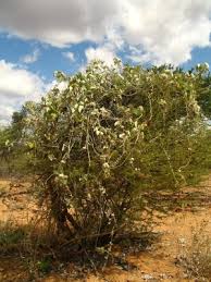 Image result for Ipomoea verbascoidea