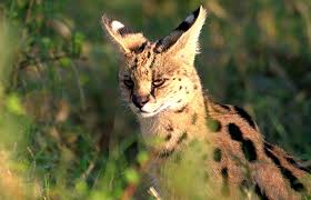 In a biome largely dominated by packs, one animal stands alone, and tall. Serval Cat The Complete Story Of Africa S Wildest Cat