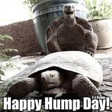 Happy Tortoise Hump Day Hump Day Humor Wednesday Humor Hump Day Images