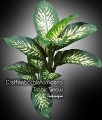 Tropic Snow Dumbcane Plants House Plants House Plant Care