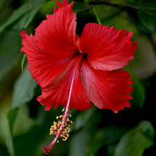 Image result for Hibiscus