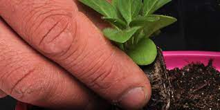 How to save petunia seeds. Grow Wave Petunias From Seed