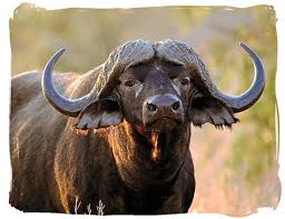 Olifants Restcamp Kruger National Park South Africa African Buffalo Buffalo Animal African Animals
