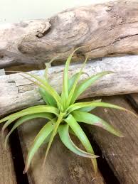 Frontier Plants 基本的なチランジア エアープランツ の育て方 フロンティアプランツ Frontier Plants フロンティア プランツ