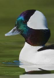 Close Up Pic Of A Bufflehead Drake Head Google Search Goruntuler Ile Ordekler Vahsi Hayvanlar Hayvanlar