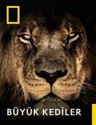 Buyuk Kediler Doga Bein Connect