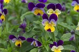 Pin On Natural Home Remedies For Aids