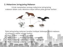 Dimana hasil pembusukan dari organisme yang mereka uraikan menjadi makanan bagi organisme lain. Rantai Makanan Dan Jaring Jaring Makanan Ppt Download