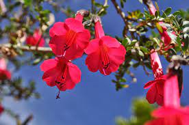 The national symbols of peru are established by law and part of the political constitution of peru (article 49). Peru National Flower Drawing Novocom Top