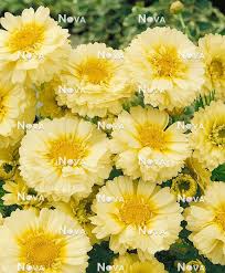 Image result for Glebionis