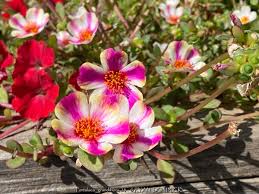 Image result for Portulaca