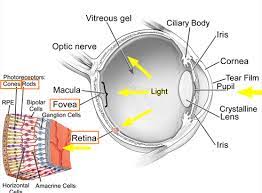 We did not find results for: The Eye Rods And Cones Biology Notes For Igcse 2014