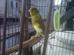 480 x 360 jpeg 32 кб. Mengenal Ciri Khas Burung Kenari Af Paling Lengkap Burung Jalak Kenari