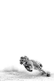 Black And White Cheetah Photo Amazing Photograph Of A Cheetah Running In Black And White Such A Majestic Creature Imagens De Animais Selvagens Animais Selvagens Fotografia De Animais