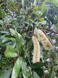 Image result for Cunonia