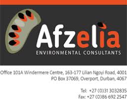 Image result for Droguetia ambigua