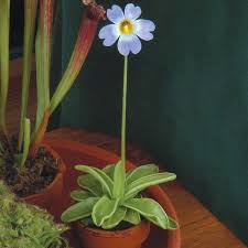 Do not water over the leaves. Pin On Plants And Gardening