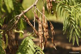 Image result for Acacia afra