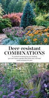 Deer Resistant Combinations Deer Resistant Landscaping Deer Resistant Plants Deer Resistant Garden