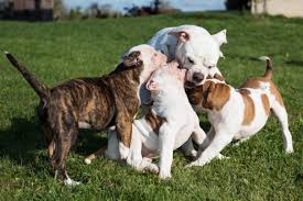 Nov 20, 2017 · a dog is generally referred to as a puppy before the age of a year. How Long Should A Puppy Be With Its Mother