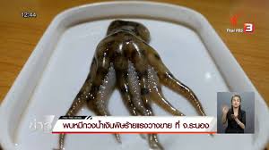 โผล่อีกแล้ว หมึกบลูริง เสียบไม้ขายตลาดนัด มีพิษ ห้ามกิน. à¸¢ à¸™à¸¢ à¸™à¸žà¸š à¸«à¸¡ à¸à¸šà¸¥ à¸£ à¸‡ à¹ƒà¸™ à¸ˆ à¸à¸£à¸°à¸š à¹€à¸• à¸­à¸™à¸­ à¸™à¸•à¸£à¸²à¸¢à¸– à¸‡à¹€à¸ª à¸¢à¸Š à¸§ à¸•à¹à¸¡ à¸›à¸£ à¸‡à¸ª à¸à¹à¸¥ à¸§ Thaipbs Youtube