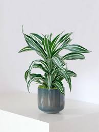 Image result for Dracaena fragrans