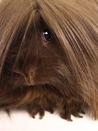 Long haired black and brown guinea pig. Long Haired Guinea Pig Close Up By Michael Blann