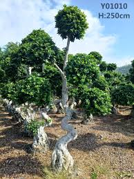Image result for Ficus fischeri