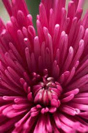 Flowering Plants That Do Not Attract Bees Hunker Planting Flowers Growing Marigolds Attracting Bees