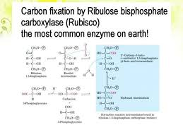 Photosynthesis In 2020 Photosynthesis Chemical Energy Light Reaction