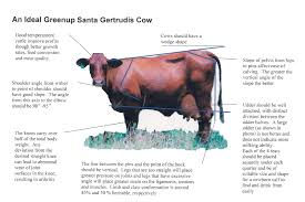 Check spelling or type a new query. Santa Gertrudis Cattle Characteristics Novocom Top