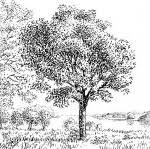 Image result for Lannea discolor