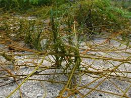 Image result for Sporobolus mauritianus