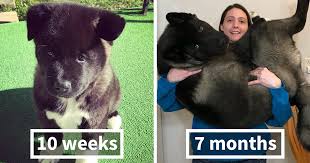 family has been documenting the growth of their akita puppy