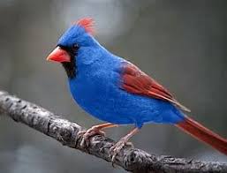 Blue Birds That Look Like Cardinals Image Result For A Blue Cardinal Pet Birds Beautiful Birds Pretty Birds
