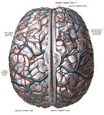 Endothelial cells are labeled in red and pericytes in green. Superior Cerebral Veins Wikipedia