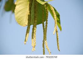 Image result for Homalium