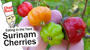 See tripadvisor's 15,299 traveler reviews and photos of suriname tourist attractions. Surinam Cherry Tree Eating In The Yard Youtube