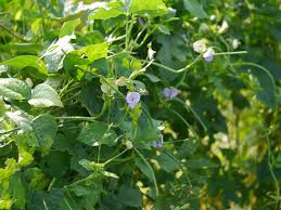 Image result for Vigna pygmaea