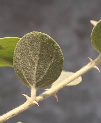 Image result for Capparis fascicularis