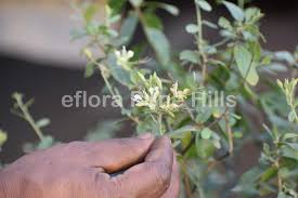 Image result for Cadaba