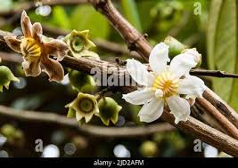 Image result for Bellucia