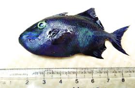 The redtooth triggerfish is coloured blue to purplish with a light blue head. Red Toothed Triggerfish Download Scientific Diagram
