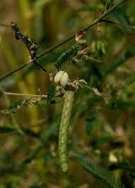 Image result for Aeschynomene indica
