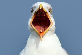 images?q=tbn:ANd9GcQ1ax9wWvYsR9D8OAhS7WiMBfYhM_ok0D4fyZ22w5wQ0oS8DfYQHw