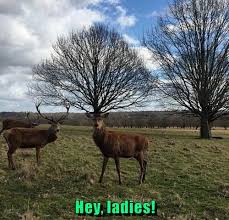 The deer woman, sometimes known as the deer lady, is a spirit in native american mythology who is primarily associated with fertility and love. Lady Deers Objectify Me For My Rack Animal Comedy Animal Comedy Funny Animals Animal Gifs