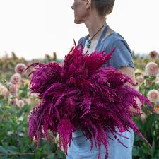 Image result for Celosia