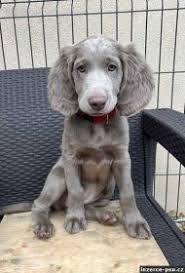 Image result for výmarský dlouhosrstý ohař