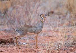 Image result for Vigna kirkii